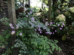 Thalictrum podocarpum