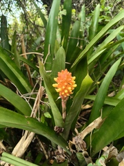 Aechmea comata, photograph (c) Diogo Luiz, some rights reserved (CC BY)