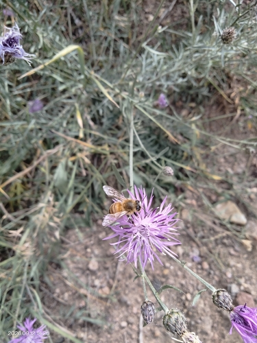 Western Honey Bee