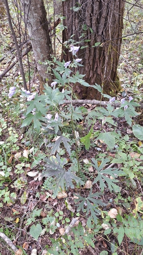 Aconitum sczukinii, photograph 2