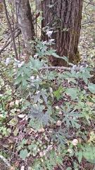 Aconitum sczukinii, photograph (c) Violetta Dzizyurova, some rights reserved (CC BY)