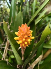 Aechmea comata, photograph (c) Diogo Luiz, some rights reserved (CC BY)
