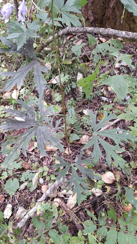 Aconitum sczukinii, photograph 3