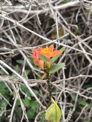 Epidendrum fulgens