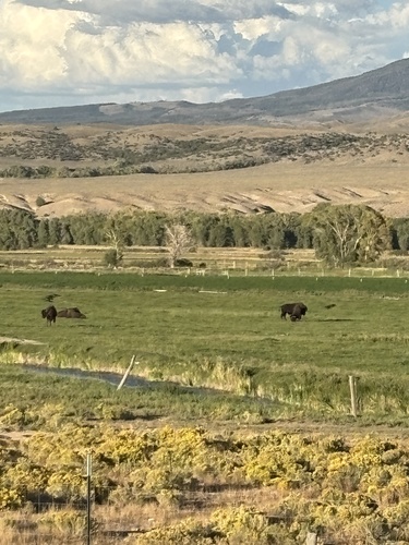 American Bison
