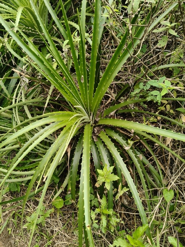 Dyckia encholirioides, photograph 1
