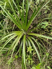 Dyckia encholirioides, photograph (c) Diogo Luiz, some rights reserved (CC BY)