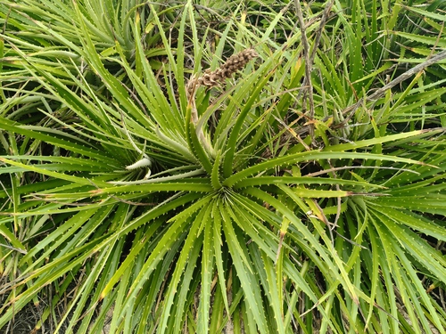 Dyckia encholirioides
