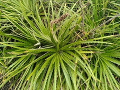 Dyckia encholirioides