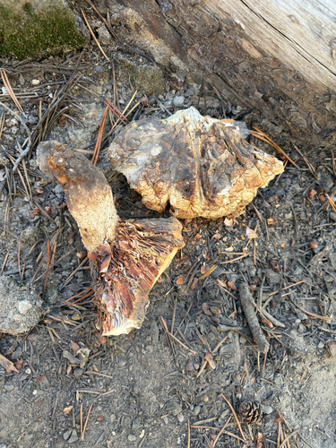 iNaturalist observation photo of Giant Sawgill