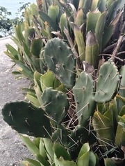 Opuntia arechavaletae