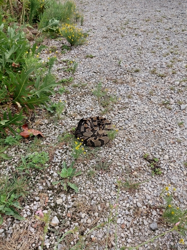 Timber Rattlesnake