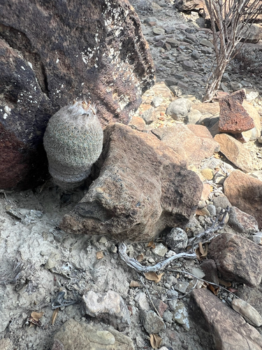 Epithelantha pachyrhiza