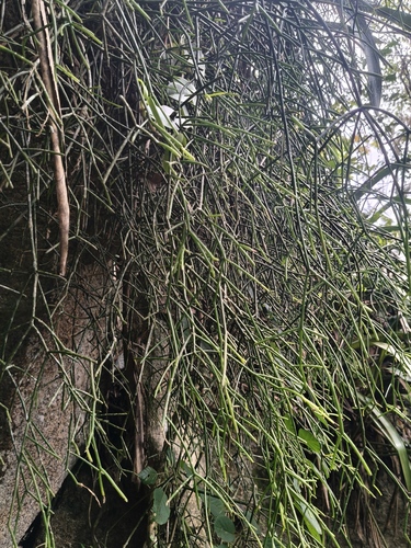 Rhipsalis teres, photograph 1