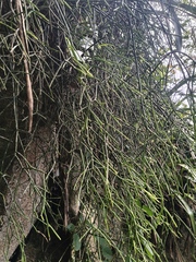 Rhipsalis teres