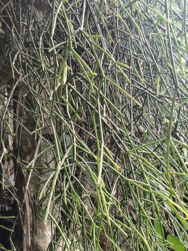 Rhipsalis teres, photograph 2