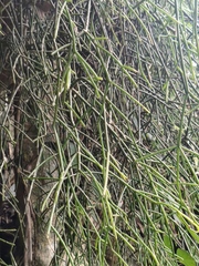 Rhipsalis teres, photograph (c) Diogo Luiz, some rights reserved (CC BY)