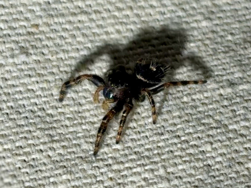 Bold Jumping Spider