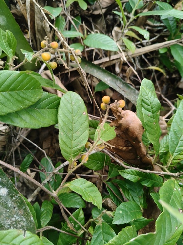Davilla rugosa (Davilla rugosa)