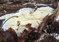 Gloeoporus pannocinctus