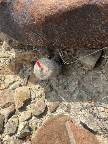 Epithelantha pachyrhiza