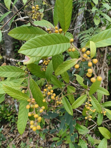 Davilla rugosa (Davilla rugosa)