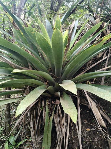 Vriesea gigantea, photograph 2