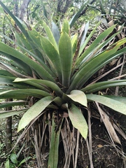 Vriesea gigantea, photograph (c) Diogo Luiz, some rights reserved (CC BY)