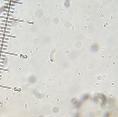 Gloeoporus pannocinctus