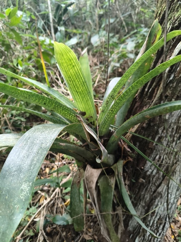 Vriesea gigantea