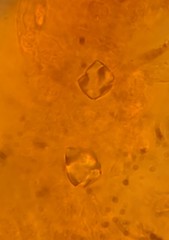 Gloeoporus pannocinctus