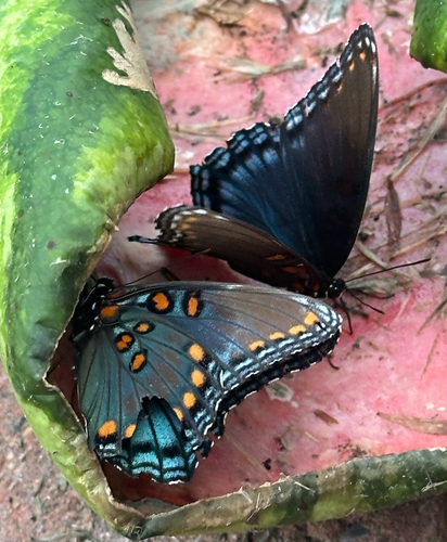 Red-spotted Admiral