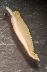 Gloeoporus pannocinctus