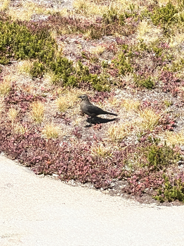 iNaturalist observation photo of Birds