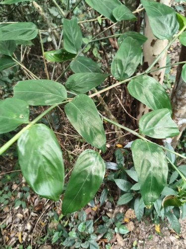 Stromanthe tonckat