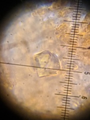 Gloeoporus pannocinctus