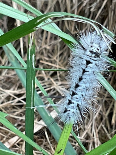 Hickory Tussock Moth