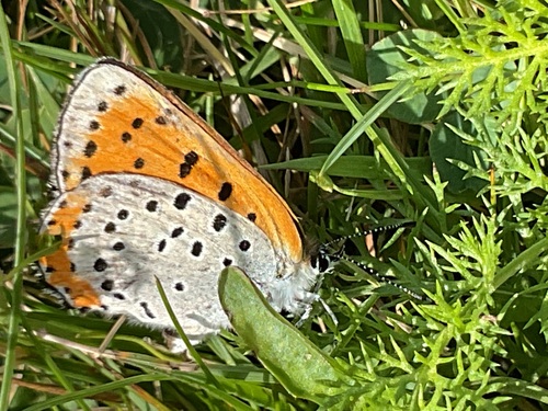 Bronze Copper
