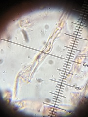 Gloeoporus pannocinctus