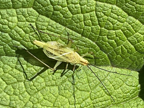 Black-horned Tree Cricket