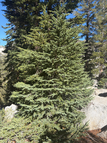 iNaturalist observation photo of mountain hemlock