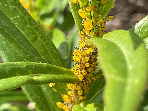 Oleander Aphid