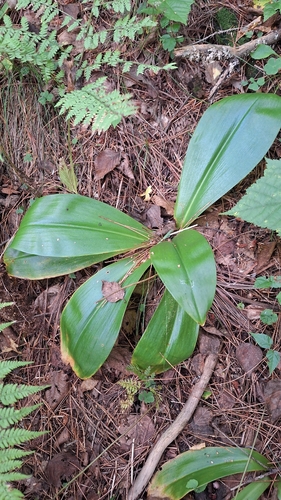 Clintonia udensis, photograph 1
