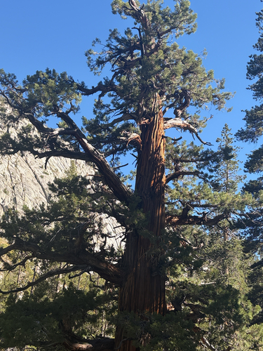 iNaturalist observation photo of Sierra juniper