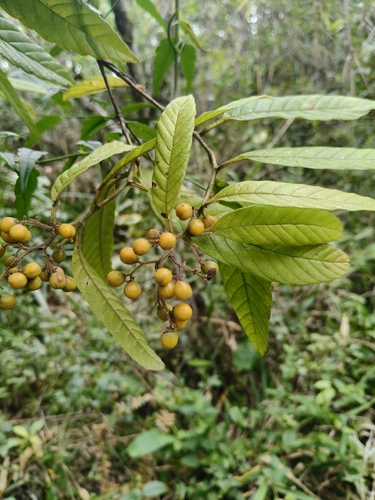 Davilla rugosa (Davilla rugosa)