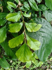 Roupala montana