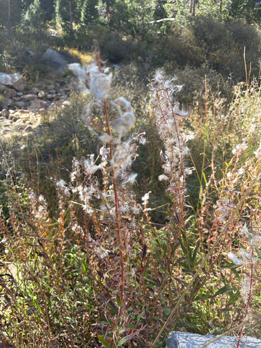 iNaturalist observation photo of fireweed
