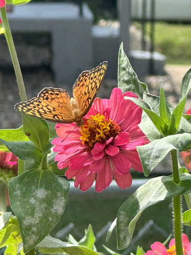 Variegated Fritillary