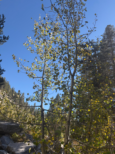 iNaturalist observation photo of quaking aspen