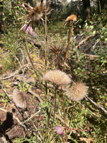 iNaturalist observation photo of Anderson's thistle